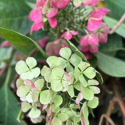 Hortensie 3
